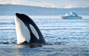 Whales of South Africa’s Oceans